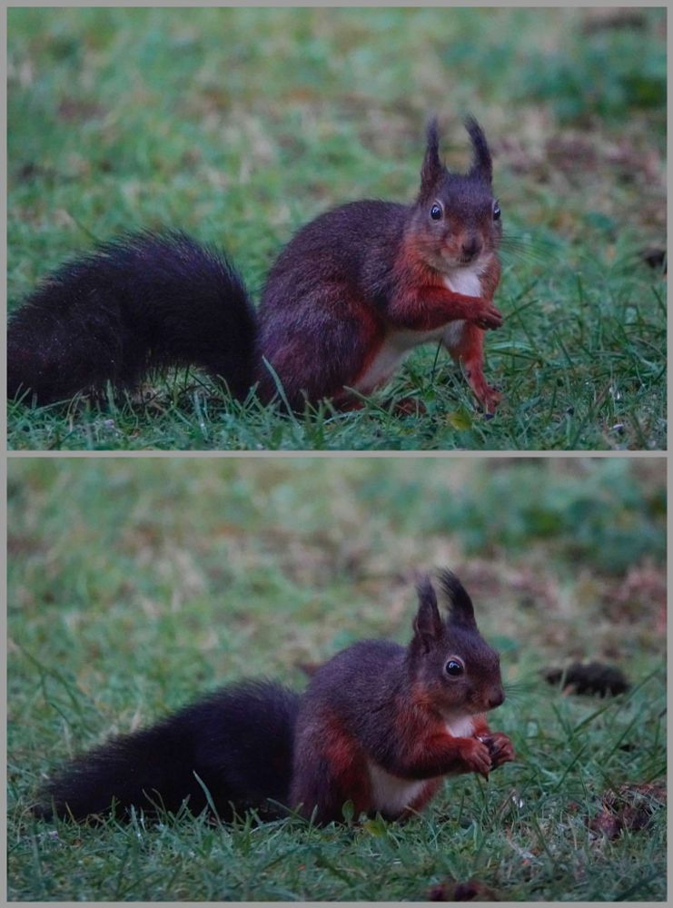 Het donkere eekhoorntje in de tuin. Regelmatig komt er ook eekhoorn die lichter van kleur is!🐿😁