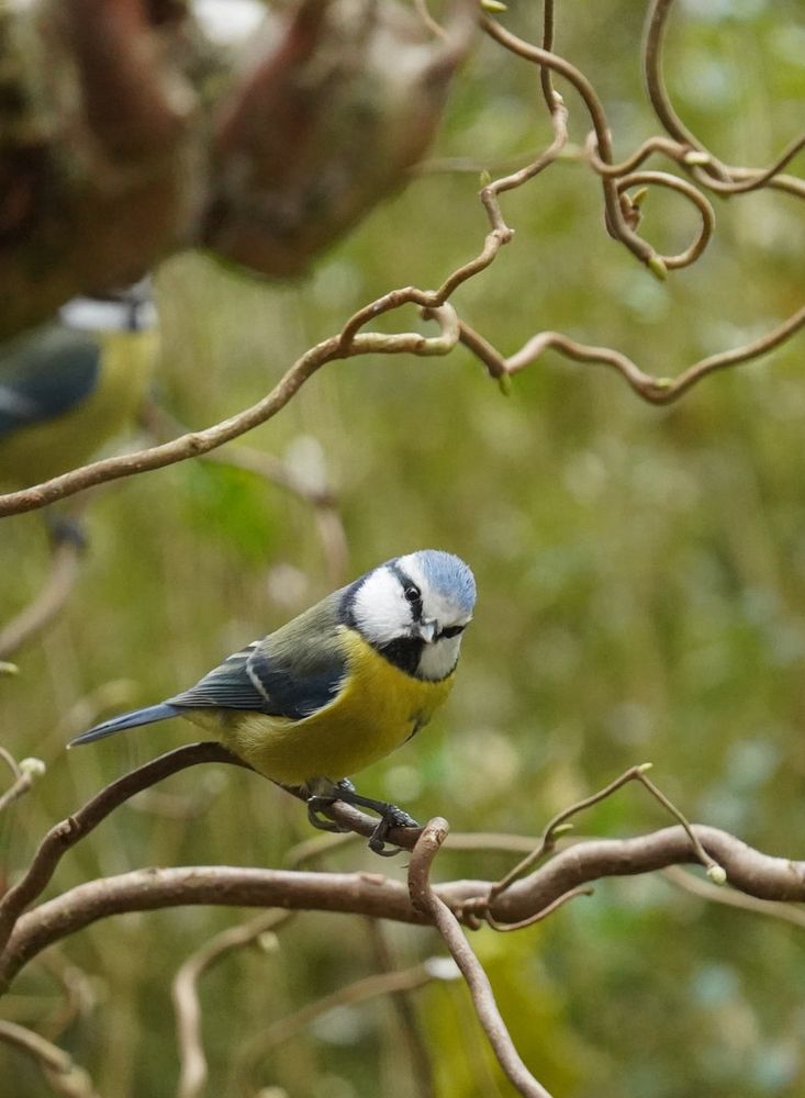 Pimpelmeesje zit op een tak van de krulhazelaar!