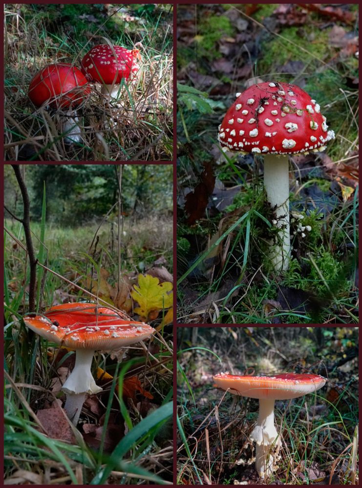 Vandaag het bos in geweest en een aantal vliegenzwammen gespot! Ik heb er een collega van gemaakt! 🍄❤️🍄