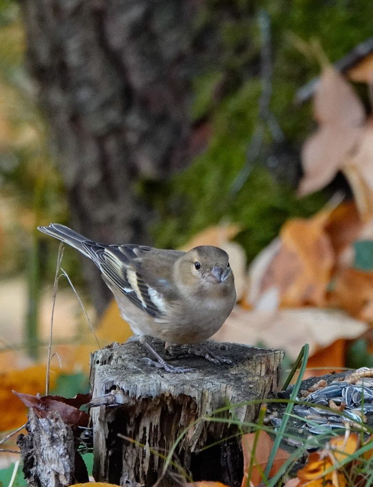 Een vinkje die oo een boomstam zit tussen de herfstbladeren. 🐦🍂🌿