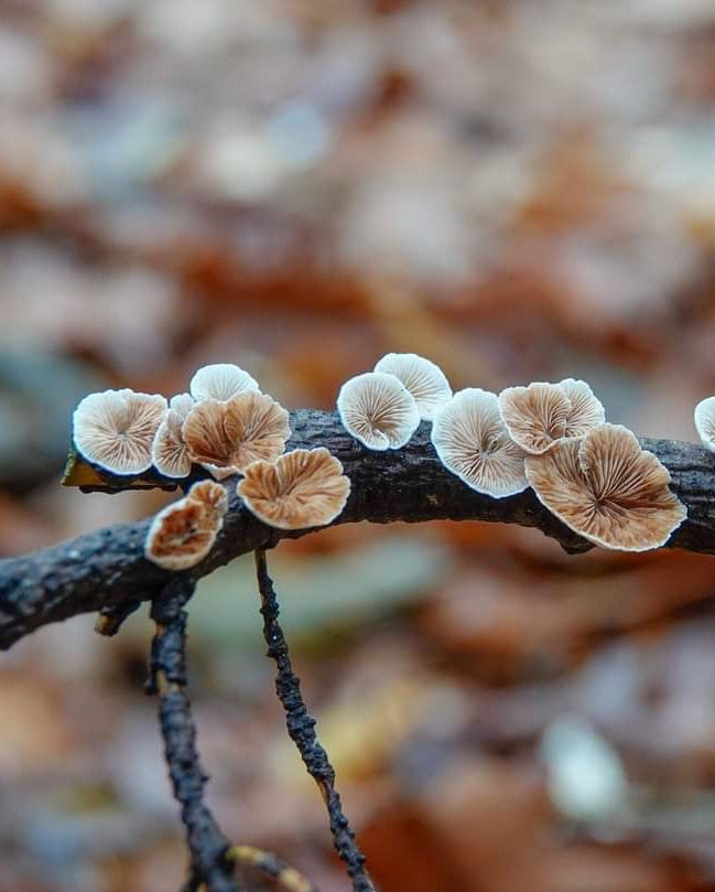 Wit oorzwammetjes op een tak!