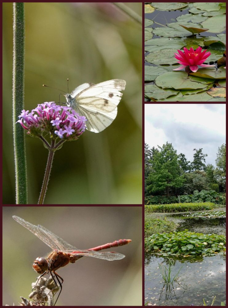Vanmiddag naar de vijvertuin van Ada Hofman in Loozen geweest. Linksboven het klein geaderd witje. Linksonder de steenrode heidelibel.