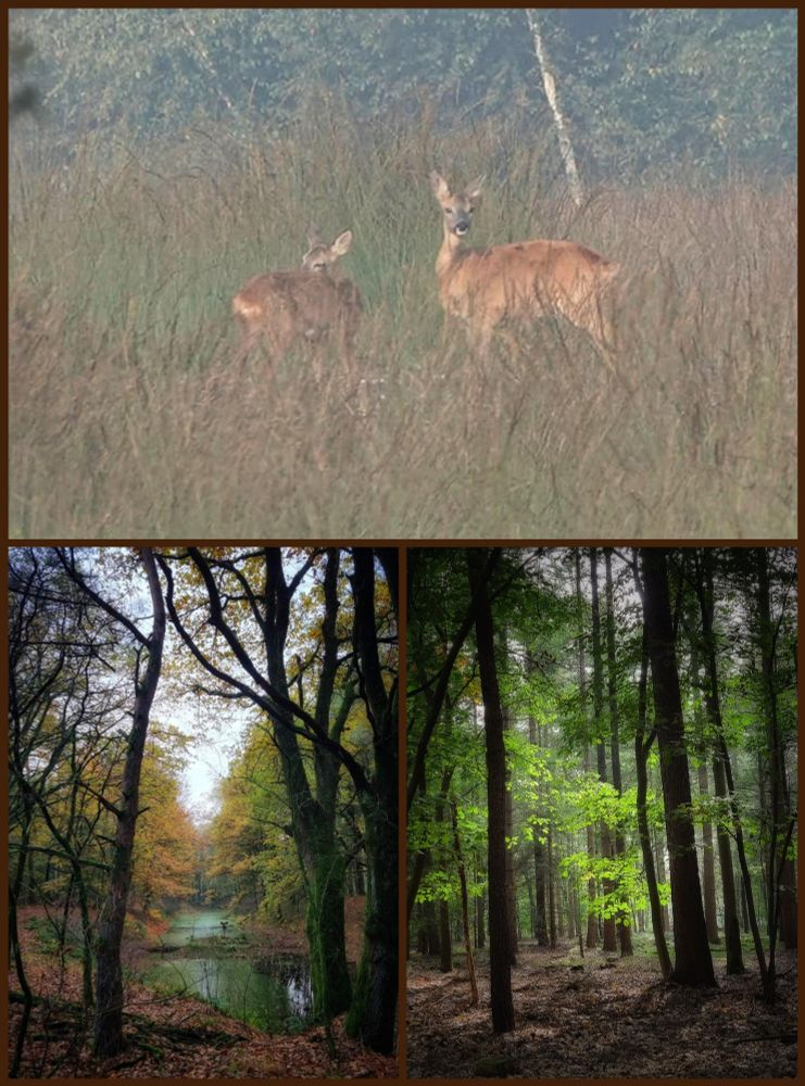 Bovenste foto twee reeën! Linksonder een vijver midden in het bos! Rechtsonder mooi licht in het bos!🦌🌲🍃