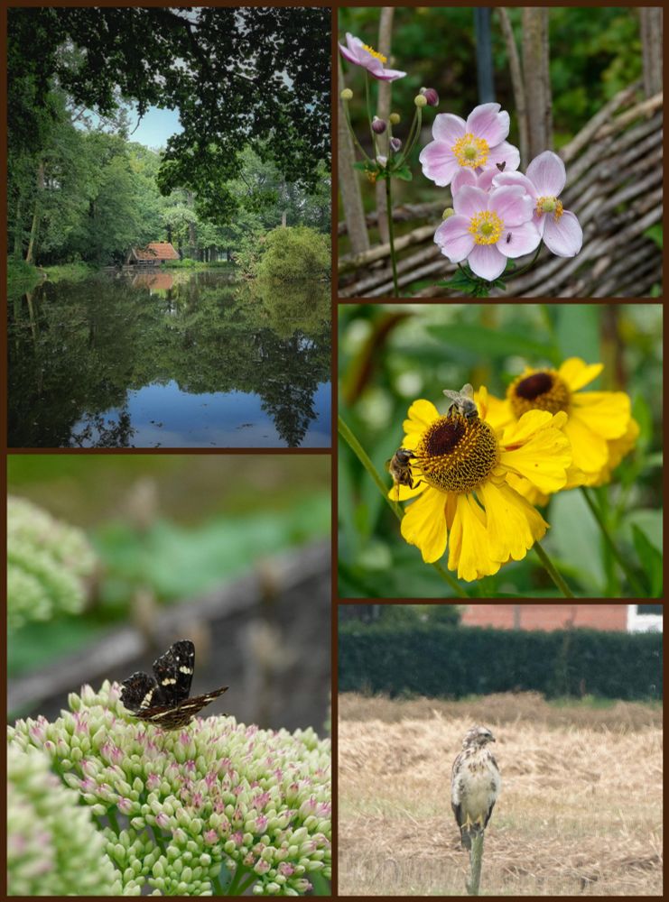 Foto's genomen bij de watermolen in Wilsum gelegen in de Grafschaft Bentheim. 
Linksboven een grote vijver bij de watermolen 
Linksonder het landkaartje 
De gele boem is Zonnekruid 
Roze bloemetje is herfstanemoon
Rechtsonder een onscherpe foto van de buizerd.  