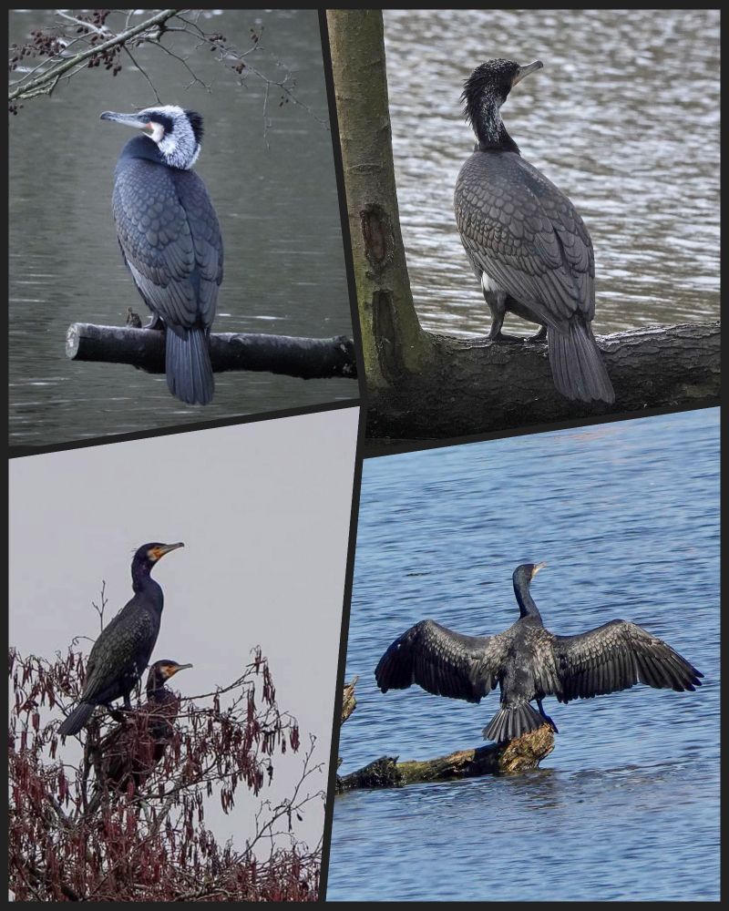 Vandaag staat de aalscholver in het zonnetje. Aalscholvers drogen hun veren door de vleugels wijd te houden zodat de wind er goed doorheen kan blazen. Ze moeten zorgen dat de vleugels snel drogen want anders kunnen ze minder goed vliegen. Het zijn viseters en kunnen uitstekend zwemmen.  