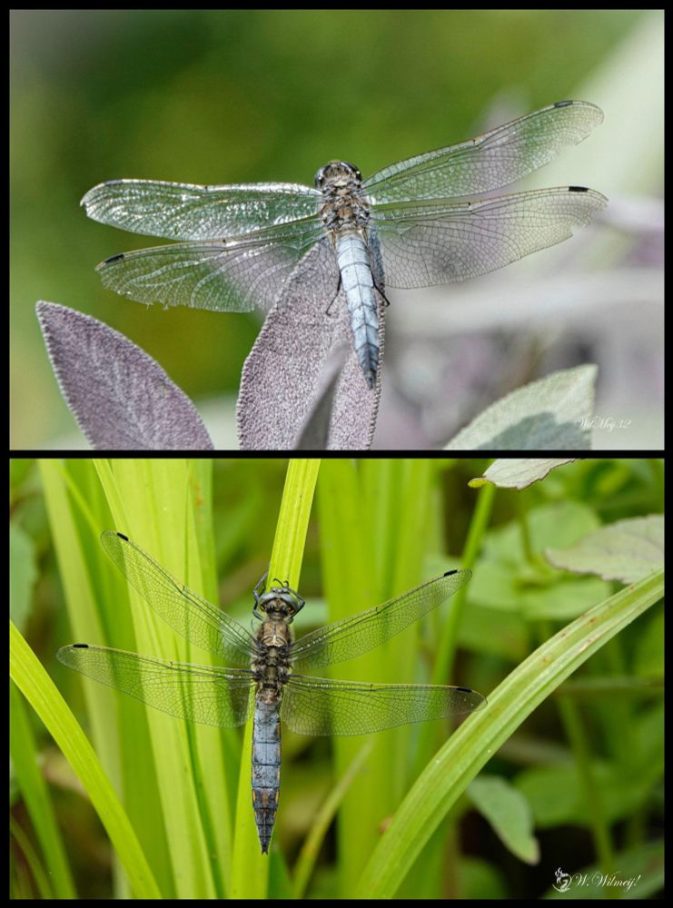 Vandaag in libellente is voor de gewone oeverlibel! Op deze foto's is zijn lijfje lichtblauw kleurend!