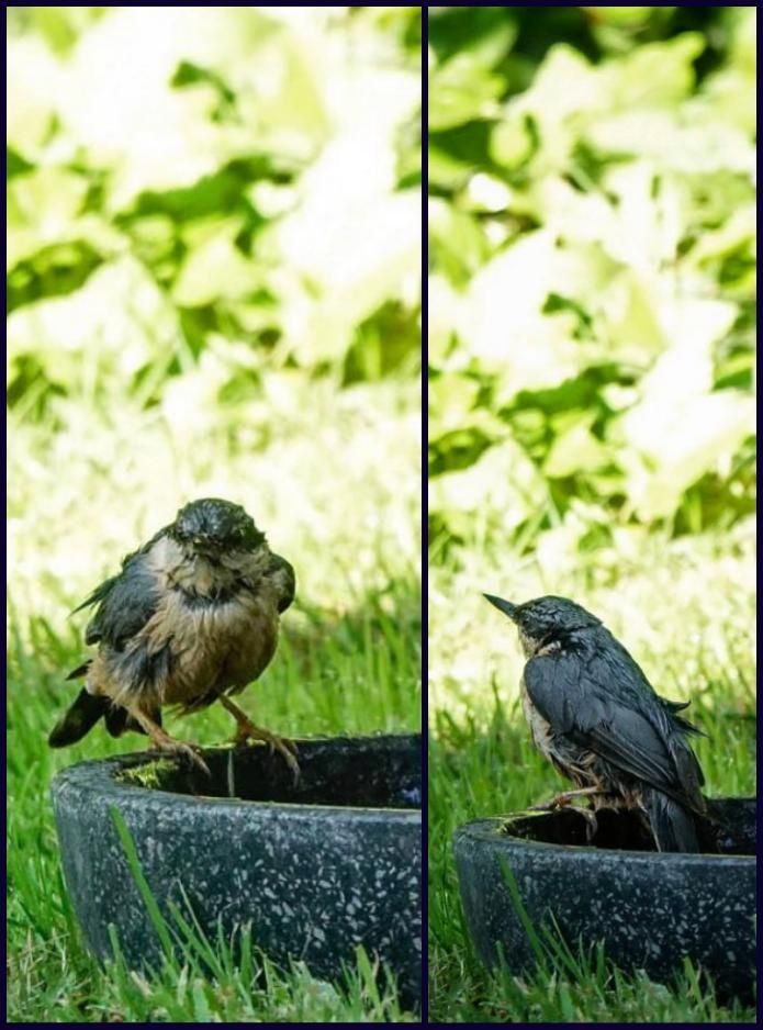 Een badderend boomklevertje!