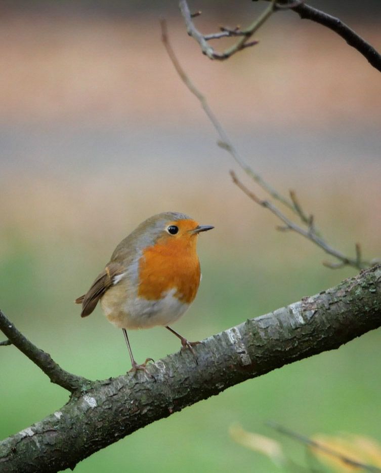 Het roodborstje zit op een tak in onze tuin!🐦❤️🌿