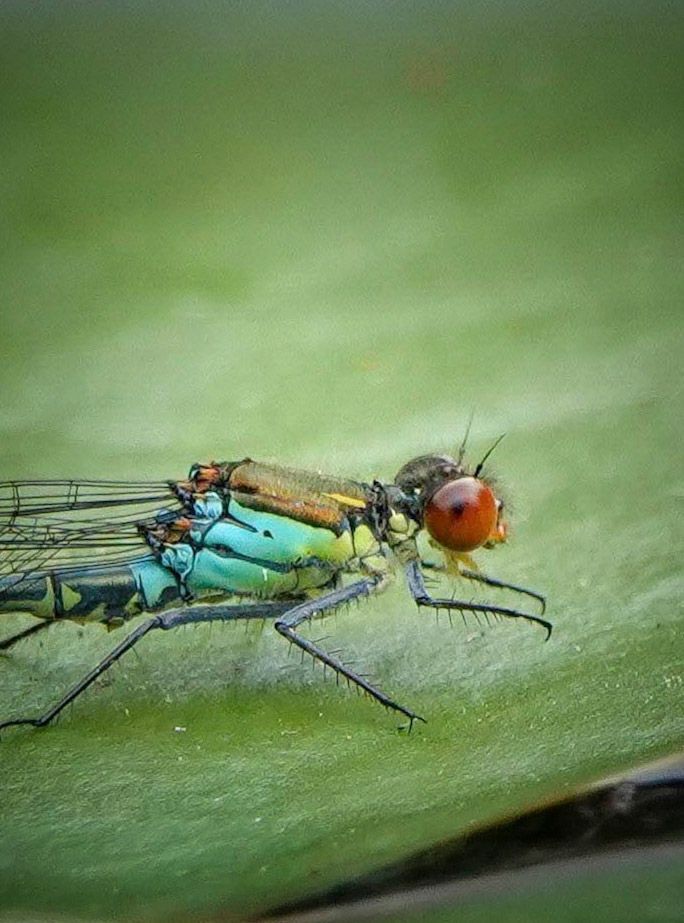 Op de foto is de mooie grote roodoogjuffer te zien. De naam zegt het al hij heeft prachtige rode ogen. 