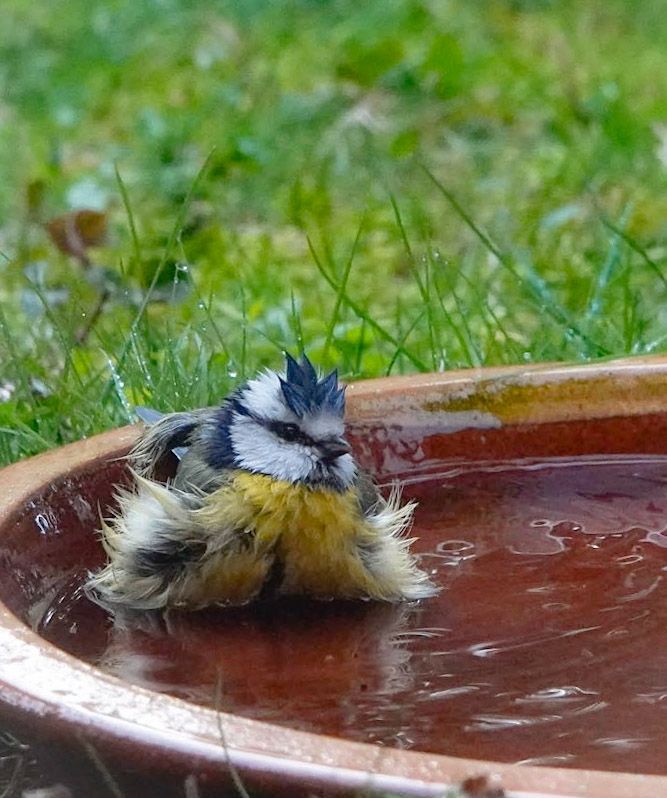 Een badderend pimpelmeesje in de tuin!🐦💦💛😄