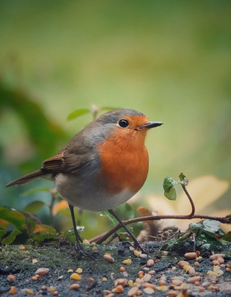 Het roodborstje komt wat lekkers halen! 🐦🧡🫘😃