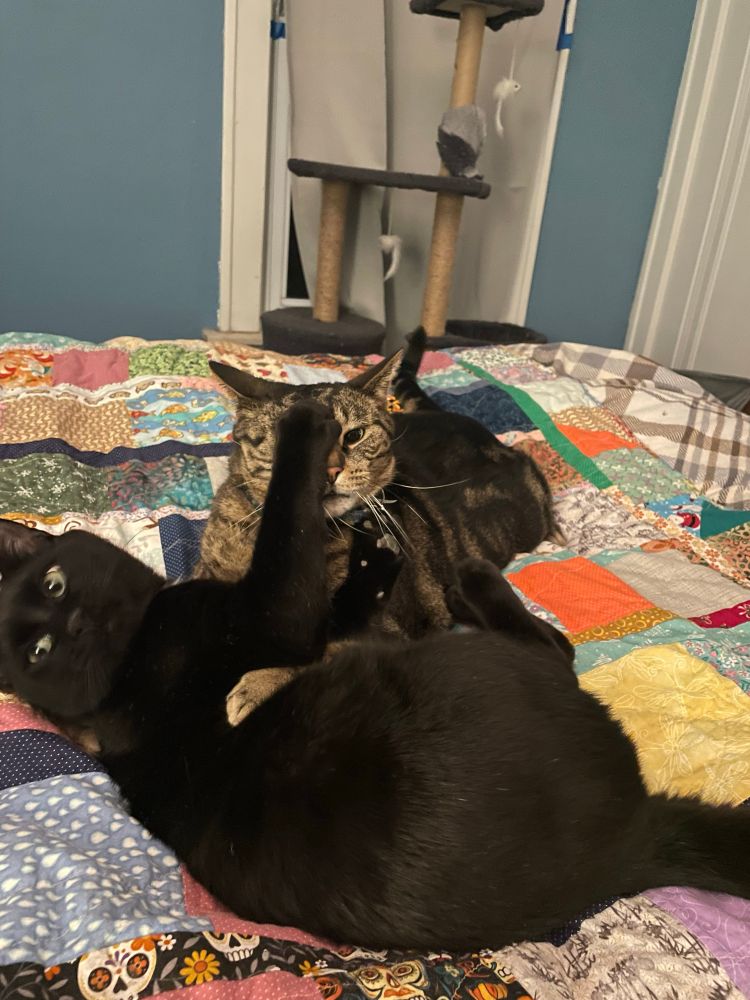 A black and tabby cat paused in the middle of a wrestling match, looking confused as to what’s going on.