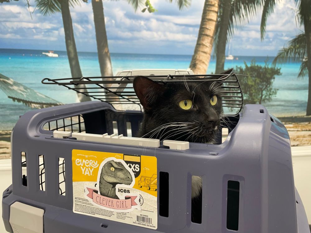 A tuxedo cat pokes her head out of a crate with a worried expression. 