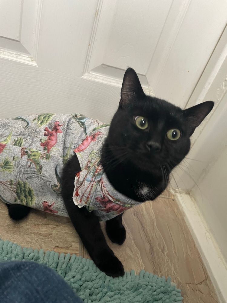 A black kitten looks confused in a grey baby onesie with dinosaurs on it. 