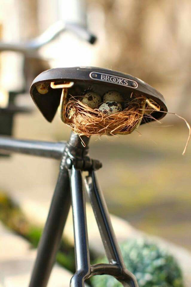 Nest unter Fahradsattel