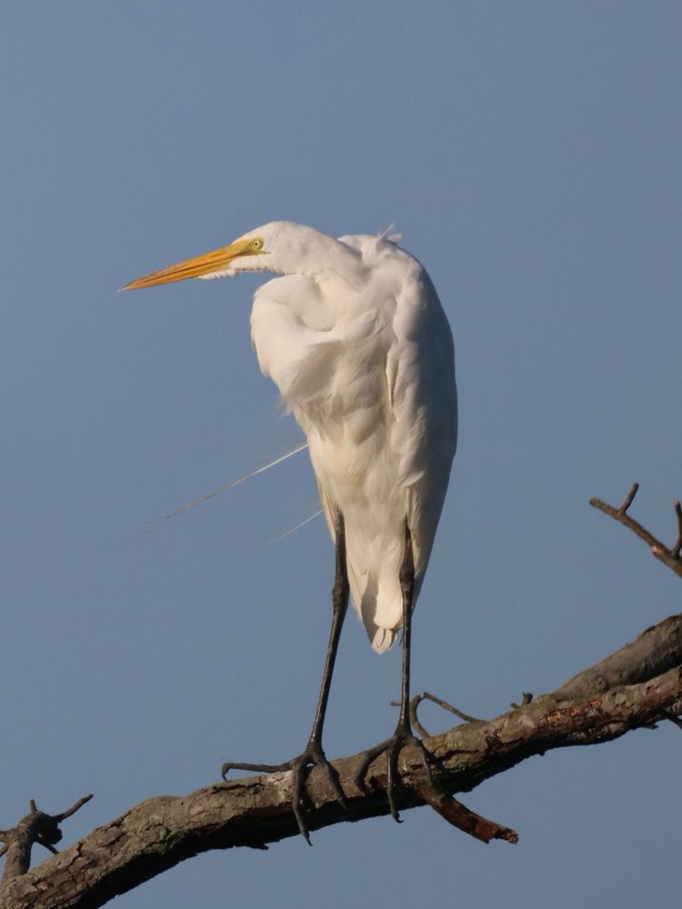  Close up photo of a very large white bird standing on a bare branch with a bright blue sky behind. It looks to the left showing off its sharp yellow beak. 