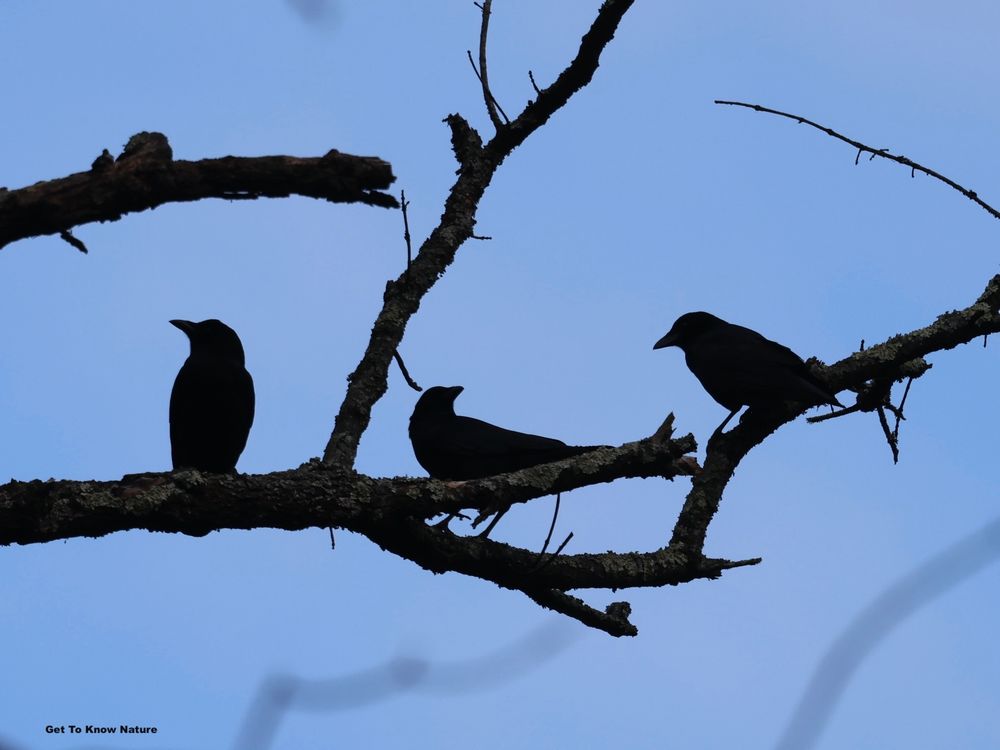 Three crows sit on bare branches against a blue sky