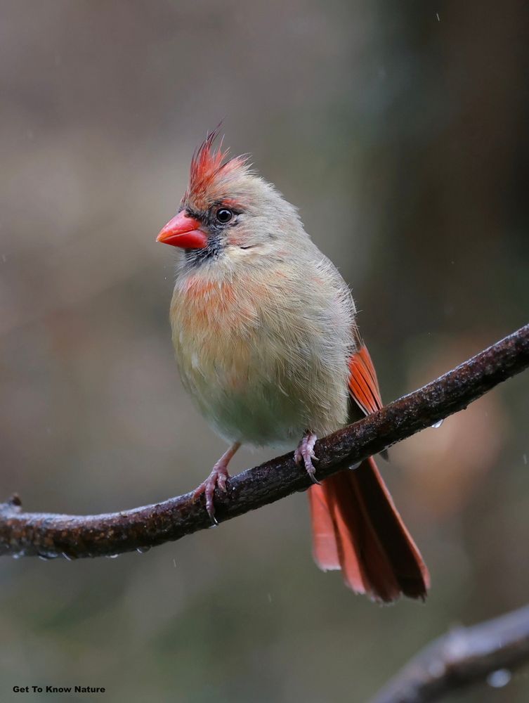 A brown bird with orange-red tail, wing, crest and beak stands on a wet branch looking like she's doing a photo shoot for a magazine cover