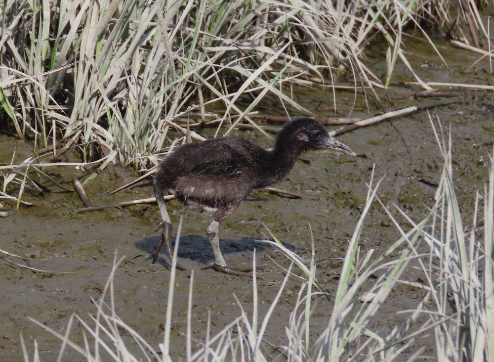 A small fuzzy dark bird with big feet walks in the mud, surrounded by grasses. 