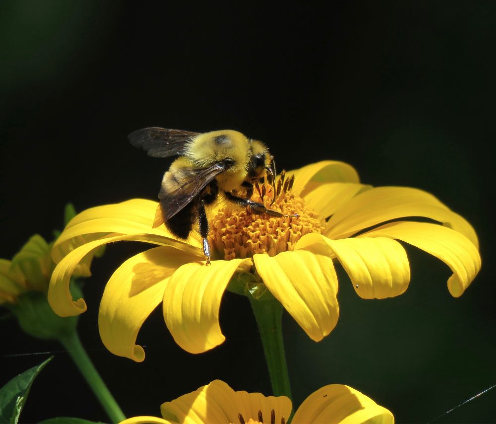 A large fuzzy yellow and black bee sits on a big yellow flower against a dark background
