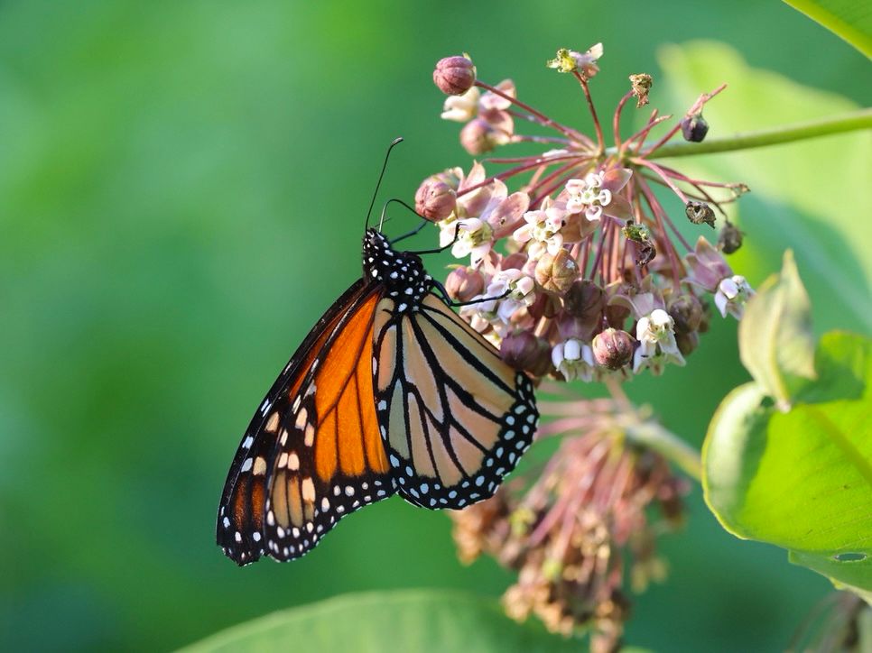 An orange and black butterfly drinks from a cluster of light pink flowers. 