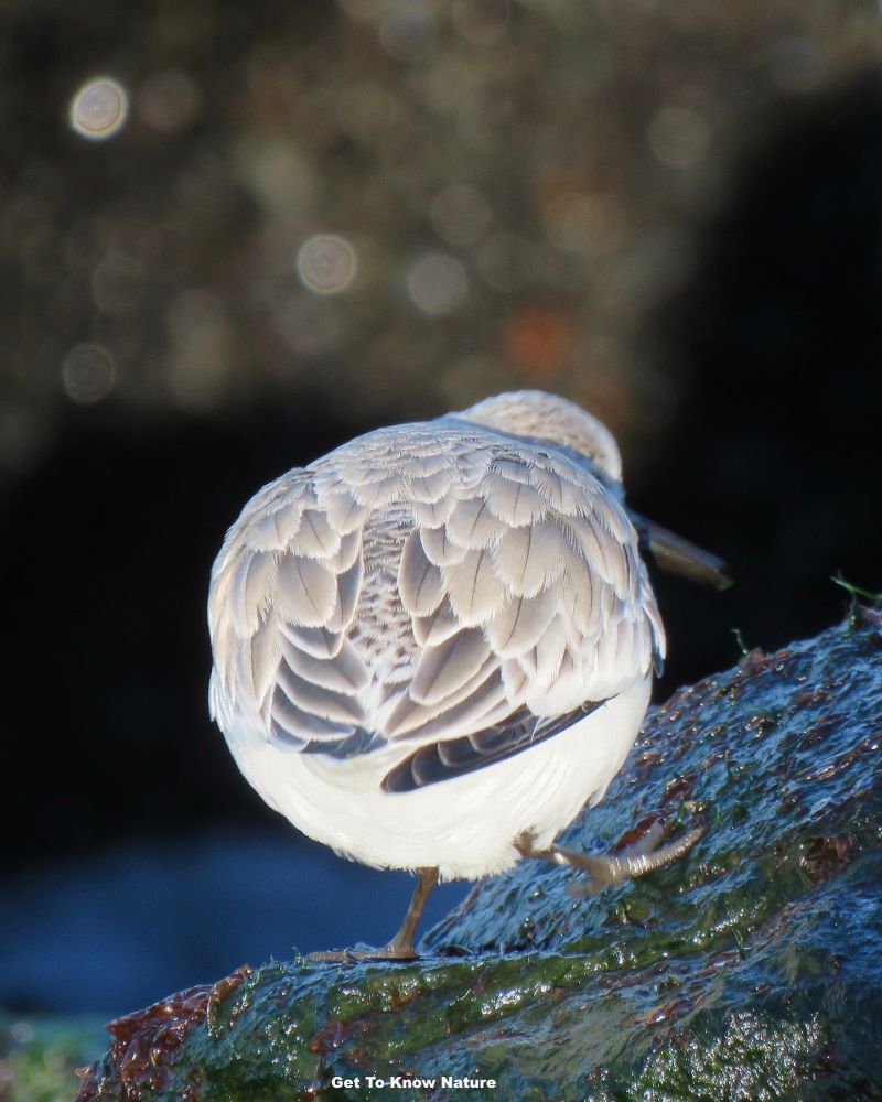 An almost perfectly round white and gray shorebird seen from behind as it walks on an algae covered rock