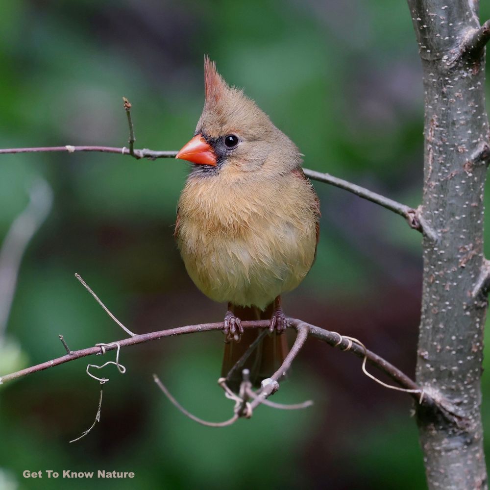 A photo of a brown bird with a very pointy reddish crest and chunky orange beak stands on a very thin branch with a blurry green background behind.