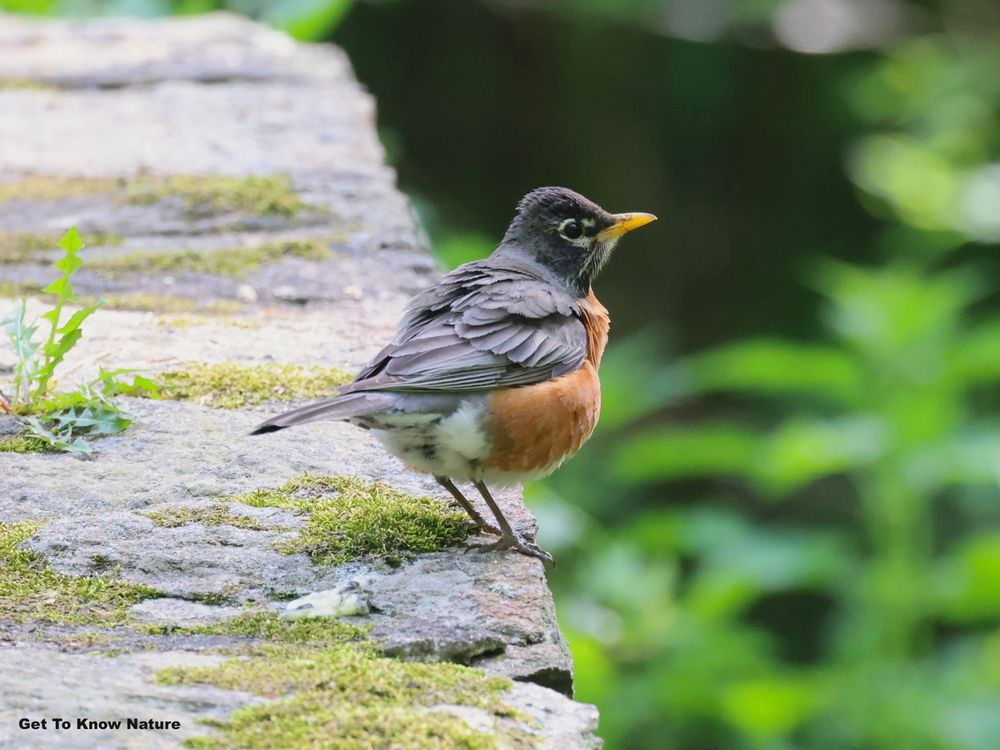 A gray bird with a dark orange breast stands on a mossy stone wall, looking out over blurry green plants. 