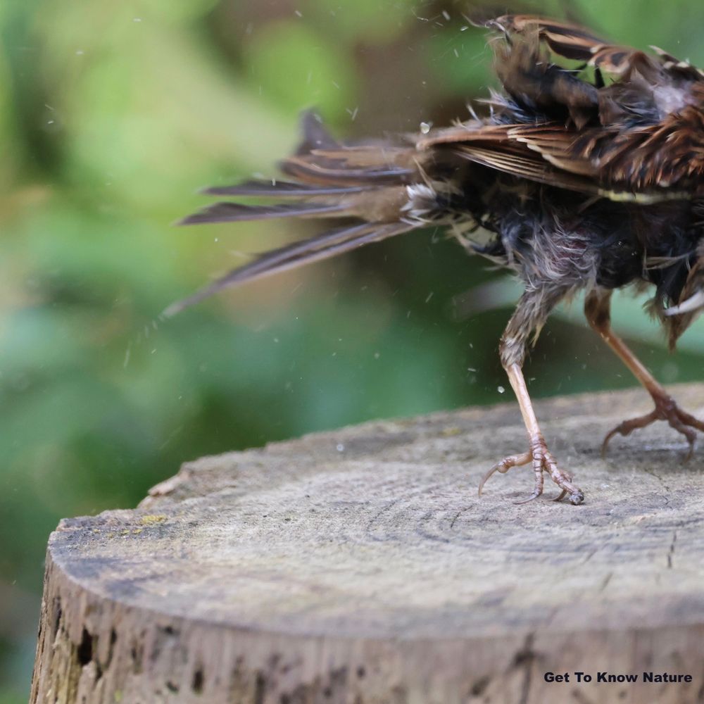 A small brown bird is just landing on a log, its head is outside the frame and the feathers are all spread around in a a chaotic, not very attractive way