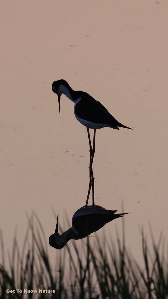 A silhouetted bird with a long legs and a long beak stands in perfectly still water reflecting a peach colored sunset sky. It looks straight down at its reflection in the water.