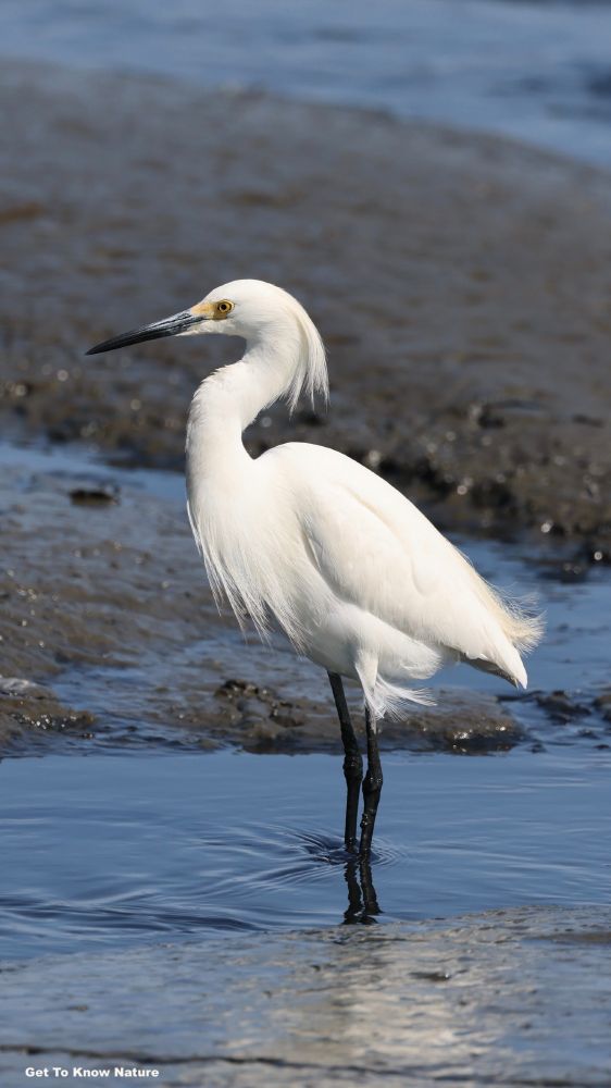 A tall photo of a white egret in profile, standing in shallow blue water in the mud flats