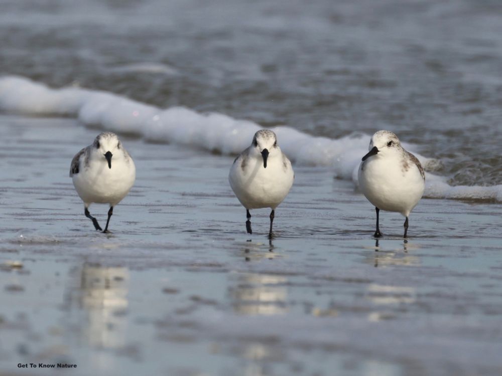 Three small white and brown shorebirds stand at the edge of the ocean with a small wave coming towards them. They face the camera and look alert and focused