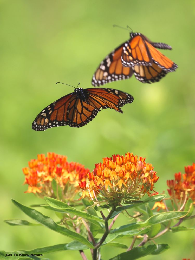 Two black and orange butterflies float above clusters of tiny orange flowers, against a sunlit green background