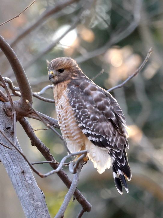 A brown and reddish hawk stands in a bare tree, its feathers a bit floofed up. 