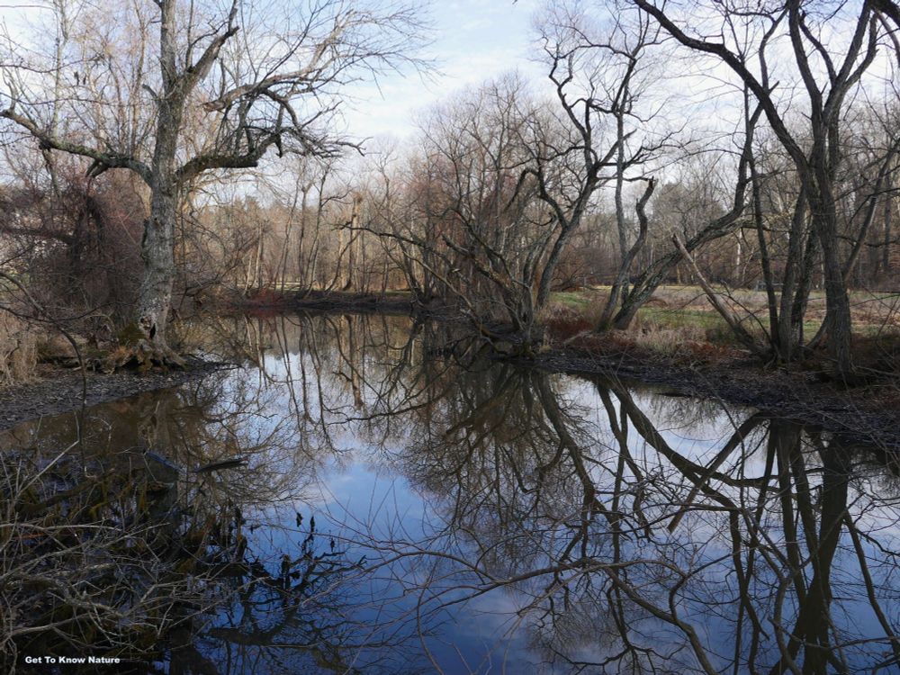 A stark landscape of bare trees reflected in a pond, along with the blue sky and clouds. There's a hint of green in the grass