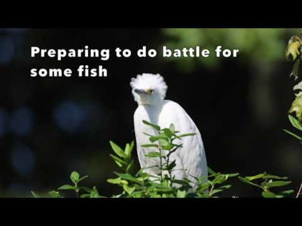 Egrets Fishing and Fighting