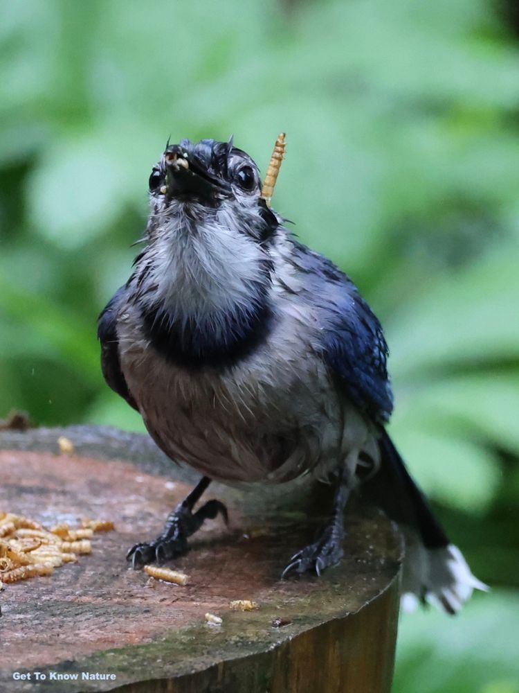 A wet blue, white and black bird stands on a log piled with dried mealworms. The bird has a mealworm sticking up on the back of its head