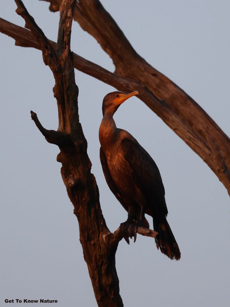 A large brown water bird with an orange beak perches in a bare tree both glowing in late day sun.