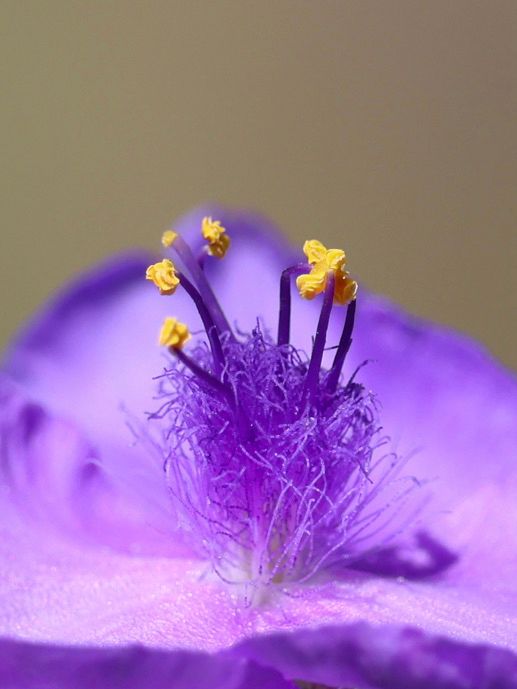 A very close up photo of a purple flower, with purple floof rising up from the center and then little globs of yellow pollen above. 