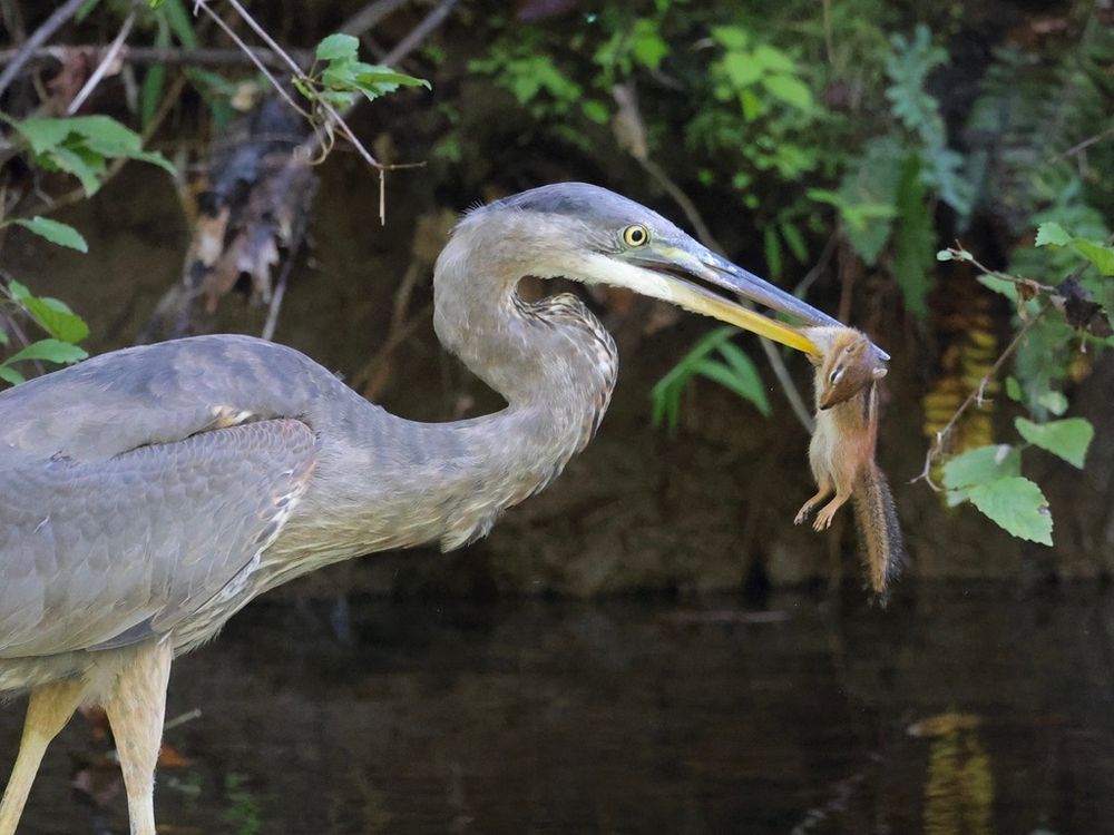 A large gray colored heron holding a small brown mammal in its large beak.