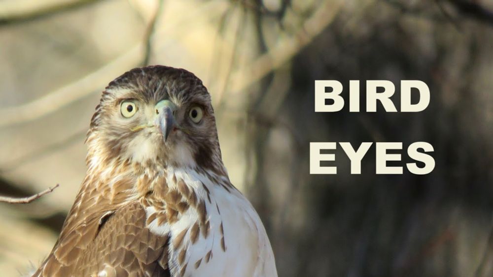 Bird Eyes Are Amazing