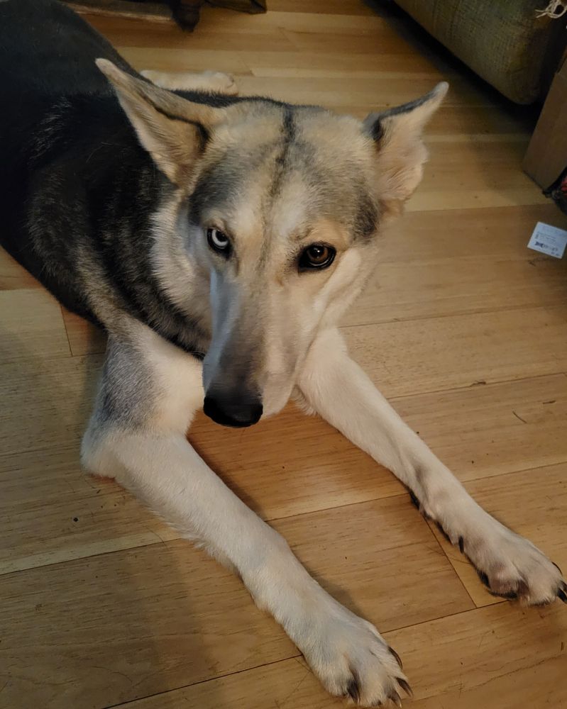 A picture of a dog with two different coloured eyes laying on the floor