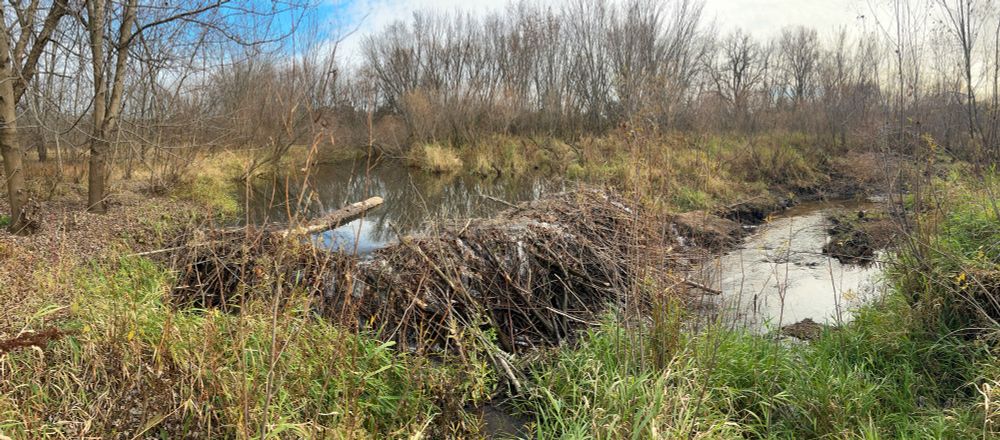 A large beaver dam stretches across a stream in late fall