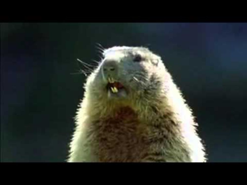Alan Squirrel