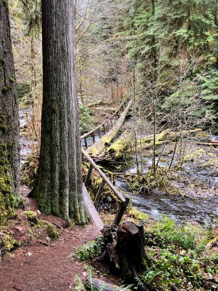 A trail crossing a river in Olympic National Park. 