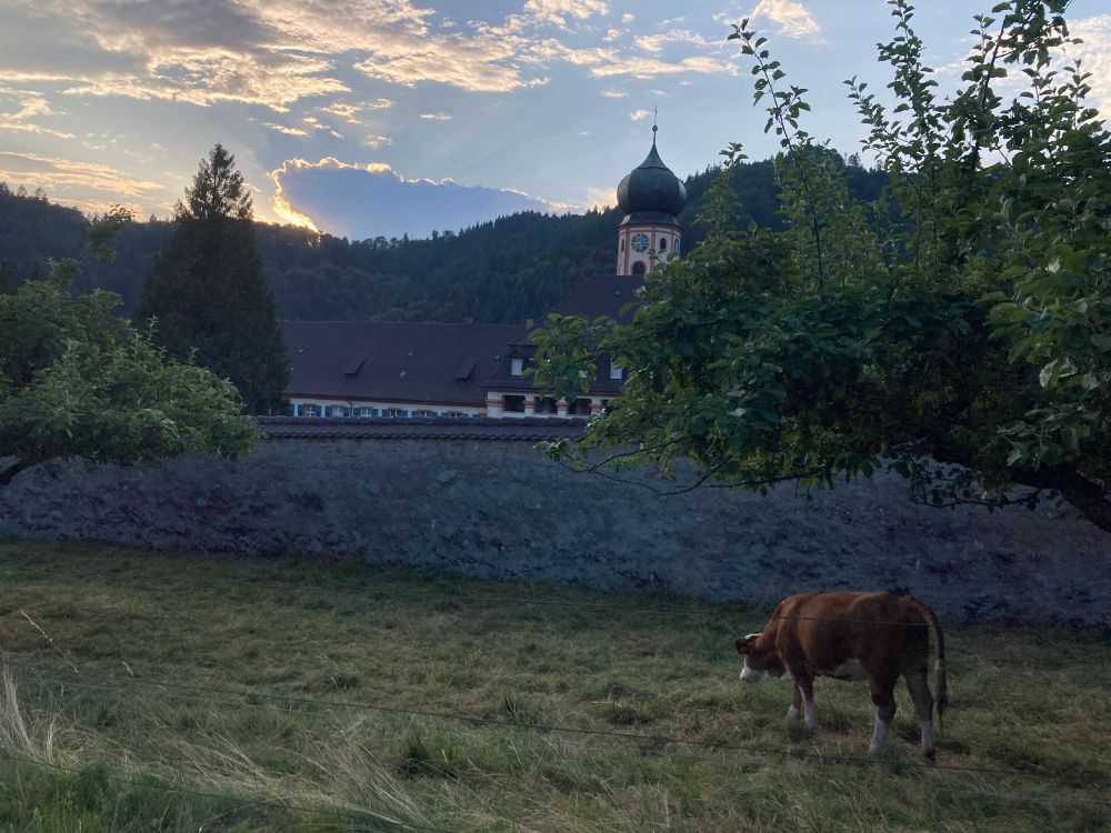 The sun is behind a cloud around dusk, and there is a cow grazing in front of the St Trudpert monastery’s wall in the Black Forest.