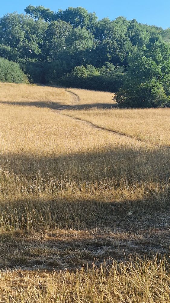 A path mown through long grass. The grass has turned yellow as it has dried. Dense trees are in the background with some early morning blue sky poking through.