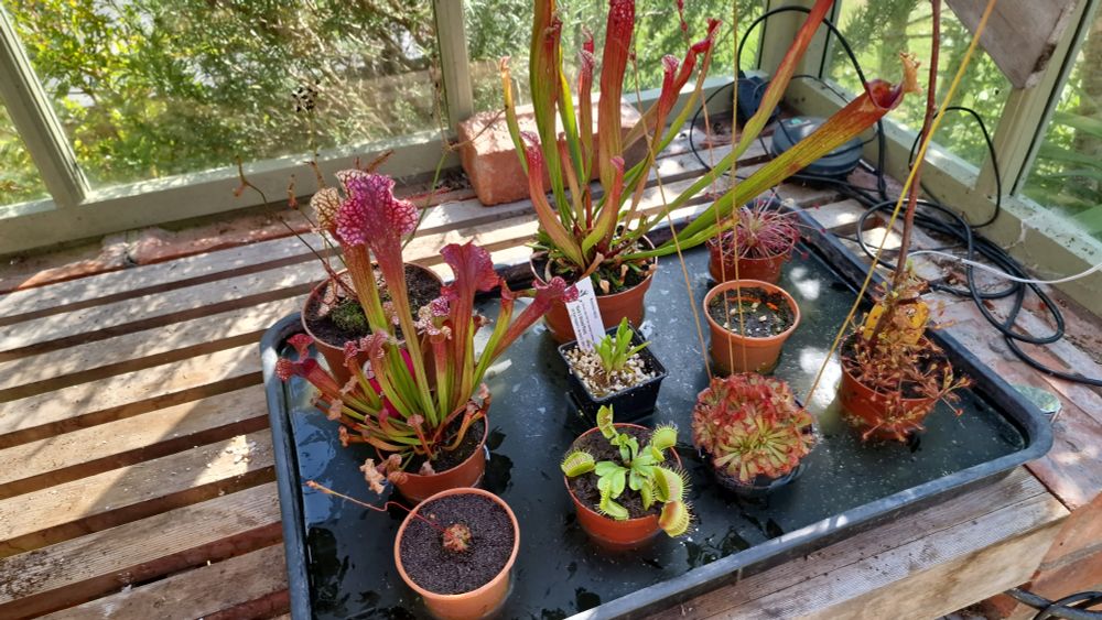 A tray or carnivorous plants - sundews, sarracenia (pitchers) and a vebus fly trap - on wooden  staging in a greenhouse. It's a sunny day through the glass.