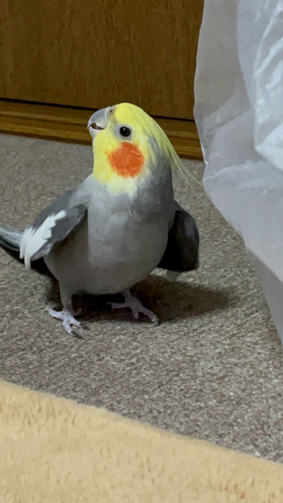 オカメインコ