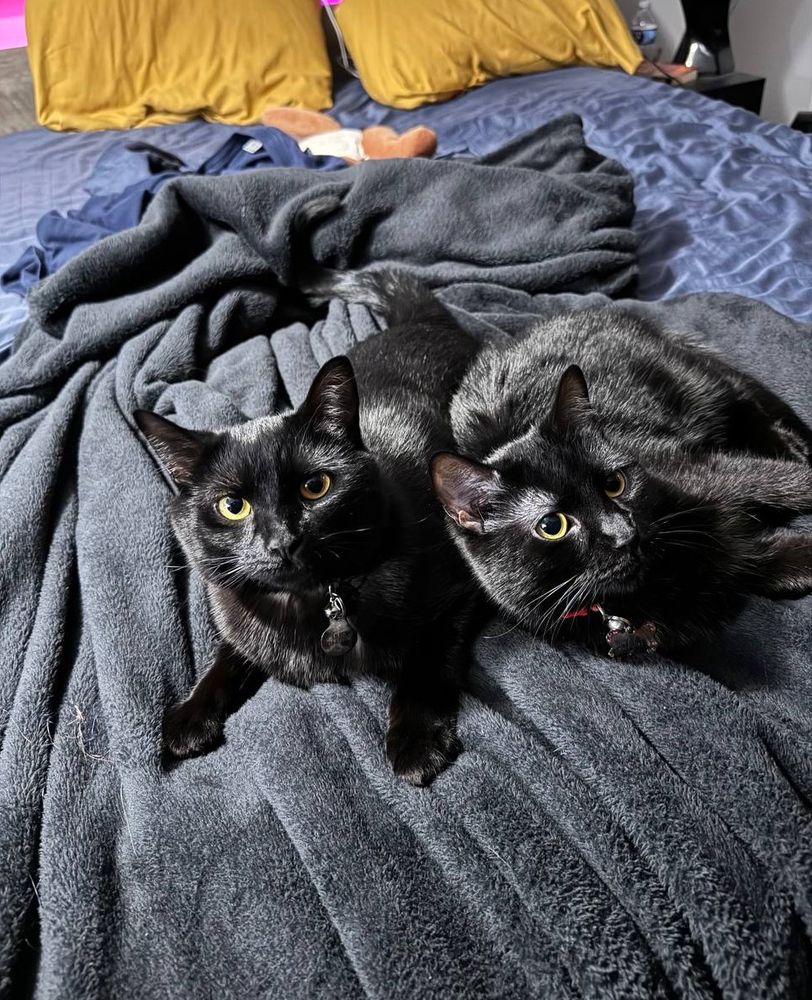 Two black cats with yellow eyes sitting cuddled together on the top of a bed. One is looking at the camera, the other is disinterested. 
Neither of them has any brains.